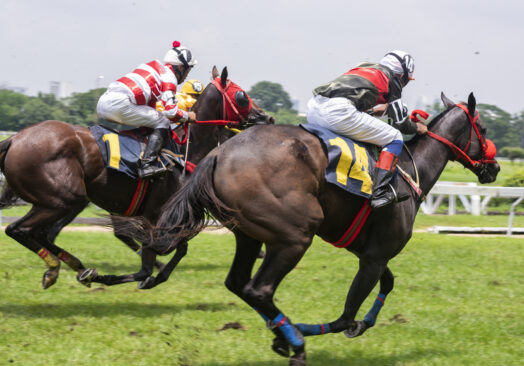 Cheltenham November festival